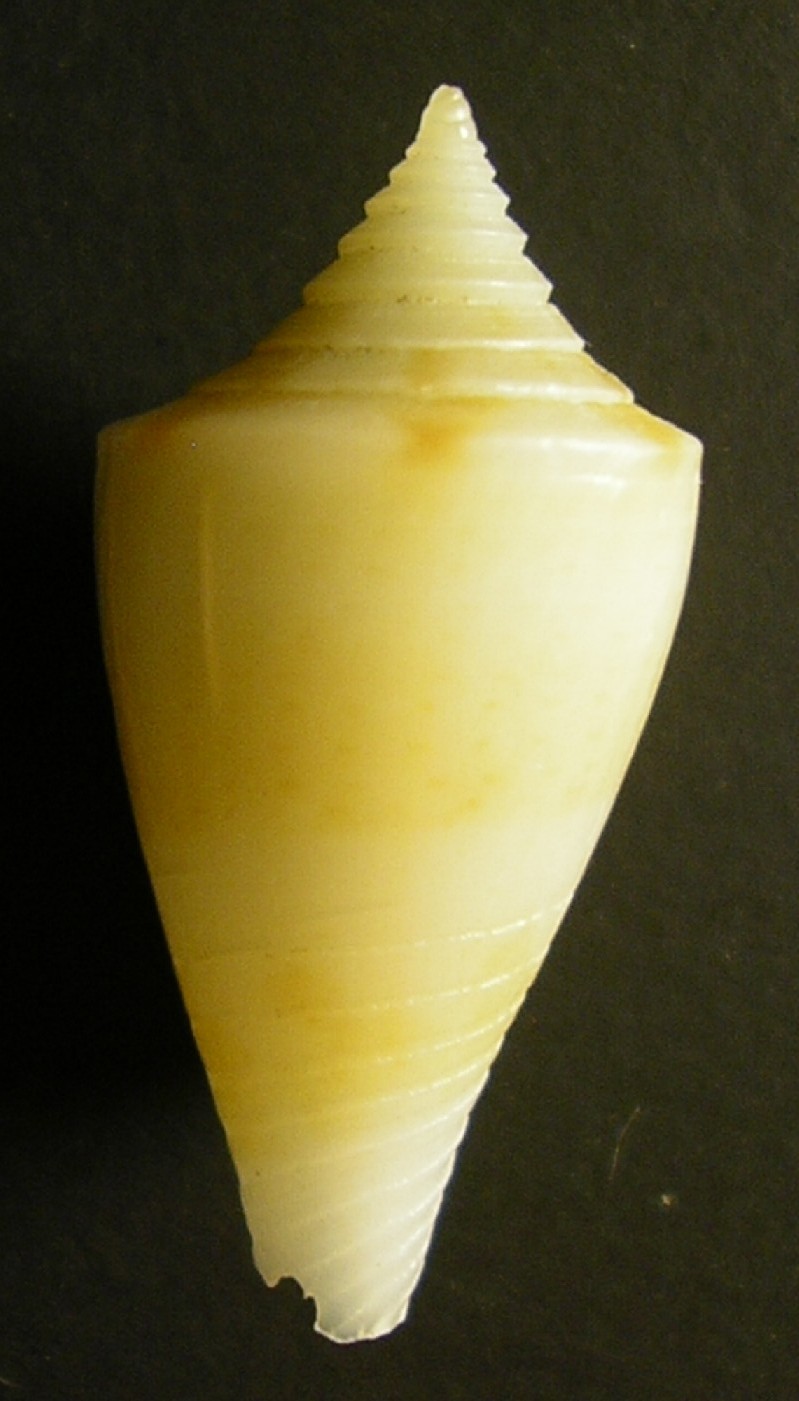 piccolo conus